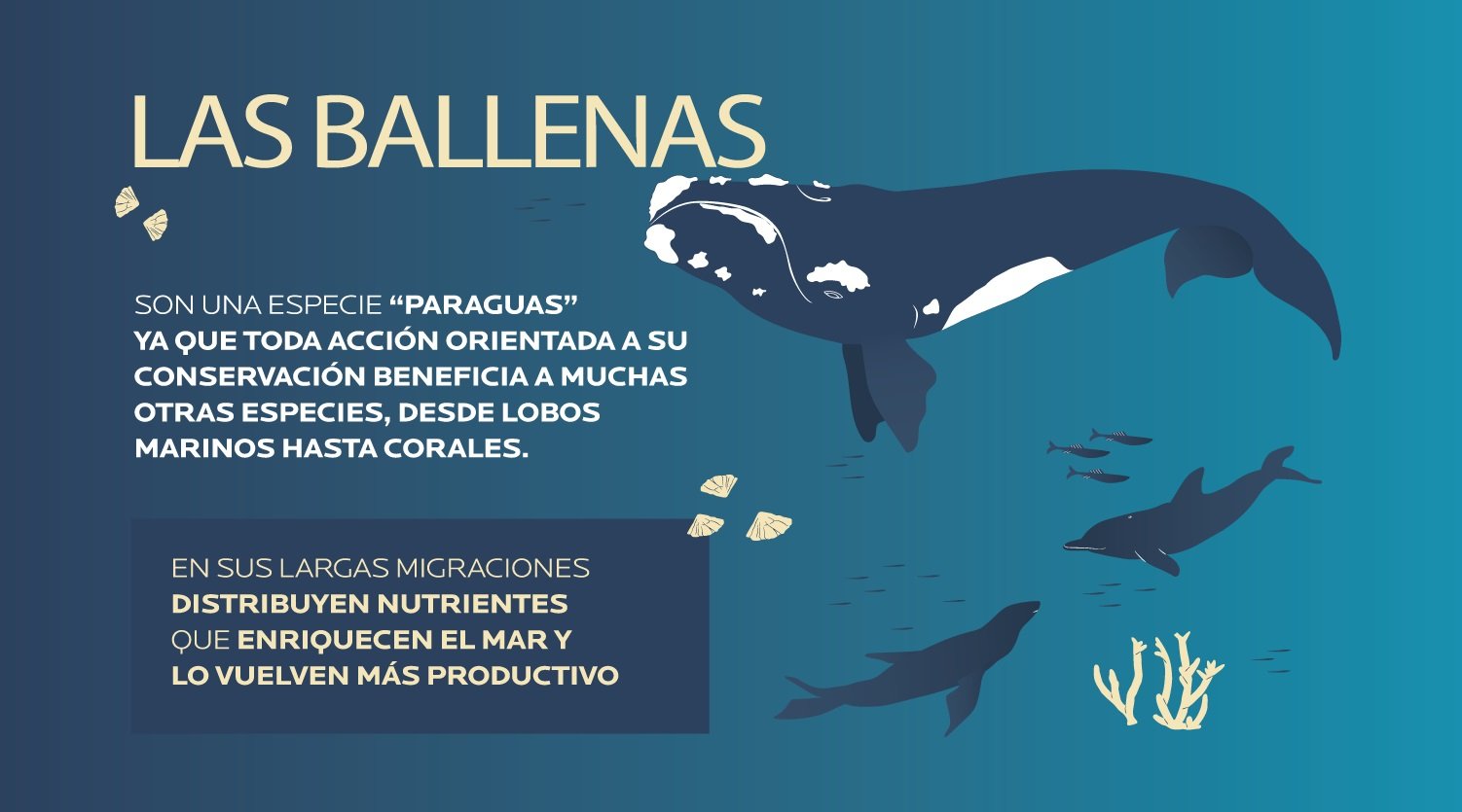 importancia de las ballenas para el ecosistema marino