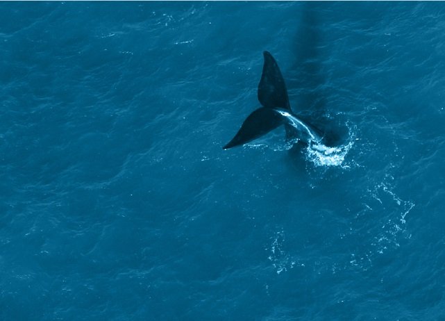 Vista aérea de una ballena ingresando al mar