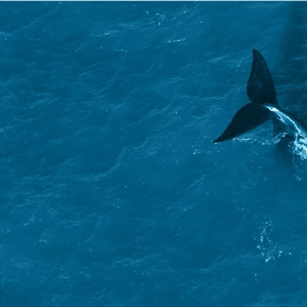 Vista aérea de una ballena ingresando al mar
