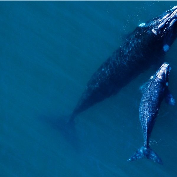 2 ballenas vistas desde arriba