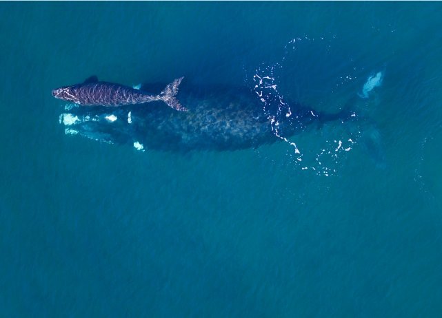 Vista aérea de ballenas nadando en el mar