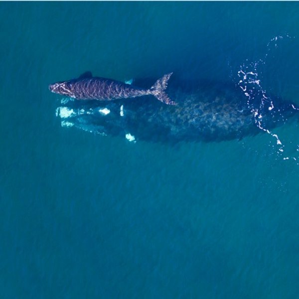 Vista aérea de ballenas nadando en el mar
